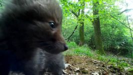 Red fox puppies part 18. Beobachtungen am Fuchsbau. Eifel Germany 18.5.2019