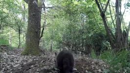 Red fox puppies part 16. Beobachtungen am Fuchsbau. Eifel Germany 17.5.2019