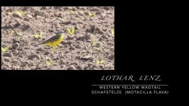 Western Yellow wagtail Schafstelze Motacilla flava Eifel Germany