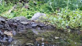 Observations at the birdsbath. Beobachtungen am Vogelbad. 18.5.2019