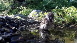 Observations at the birdsbath. Beobachtungen am Vogelbad. 13 14.5.2019