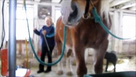 Clicker training with Pete front underfeet