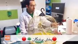 ویزیت پرنده در کلینیک پرندگان بیمارستان دامپزشکی درین