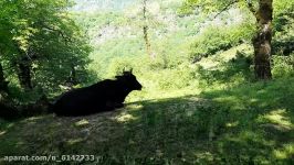 نوازندگی در دل طبیعت راه آبشار لاتون