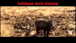 Kumpulan video perkelahian binatang buas  real fight Eps 3