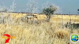 حمله کرگدن خشمگین به یک اس  یو  وی گردشگری در حیات وحش افریقا  چند دقیقه