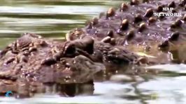 Amazing Hunters Become Prey  Crocodile Attacks Leopard Panic Fled