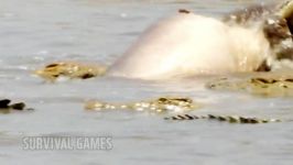 Angry Hippo Vs Crocodile Real FIght to death