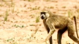 نجات آهو توسط میمونها دست یوزپلنگ
