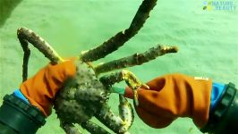 صید دیدنی شاه خرچنگ دریا  آلاسکا
