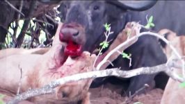 حمله تماشایی شیرها به بوفالو آفریقایی
