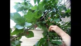 How to store and freeze blackberries  چگونه توت سیاه را نگهداری فریز کنیم