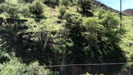 زنبور عسل عسل کوهی Bee Eviction in Beautiful Zacatecas Canyon part 1 of 2 4K