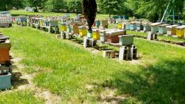 زنبور عسل عسل کوهی How To Use Your Old Bee Packages To Attract Swarms