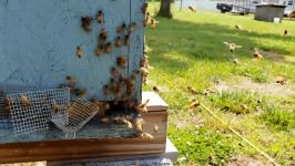 زنبور عسل عسل کوهی Colony Swarms To Tree Then Returns To Same Hive Guess Why