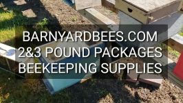 زنبور عسل عسل کوهی How To Install Packaged BeesTo Mimic A Swarm