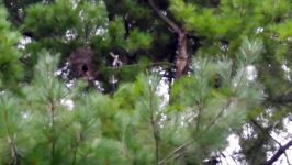 زنبور Bald Faced Hornet Nest Wasps Removal