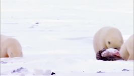مستند حیات وحش Amazing Wildlife of Alaska full documentary HD