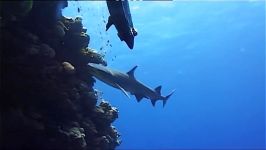 مستند حیات وحش Be A Predator Oceans Wildlife Documentary