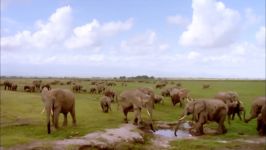 مستند حیات وحش Elephants On The Run Wildlife Documentary