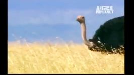 مستند حیات وحش Wildlife Documentary African Ostrich HD 2016