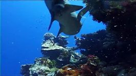 مستند حیات وحش موجودات زیر دریا Be A Predator Oceans Wildlife Documentary
