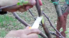 آموزش تکنیک ریشه هوایی برای ساخت بونسای میوه