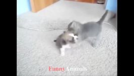 Funny Cats and Kittens Playing So Cute Compilation 2019