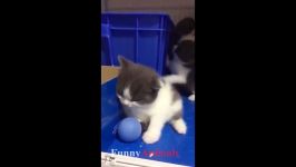 سگ گربه خانگی  Funny And Cute Cats and Kitt