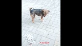 سگ گربه خانگی  Funny and Cute Dogs And Cats pilation 2019 #17