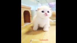 سگ گربه خانگی  Funny and So Cute Dogs And Cats pilation 2019