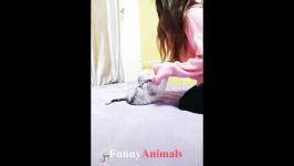 سگ گربه خانگی  So many cute kittens videos pilation 2019 #2