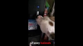 سگ گربه خانگی  Try Not To Laugh or Grin While Watching Funny Dogs