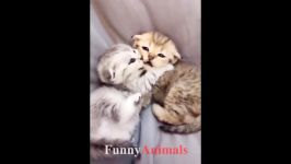 Cute and Funny Cats And Kittens Video 2018  Funny Cat pilation