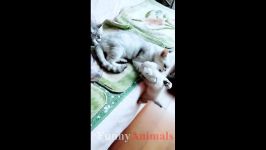 سگ گربه خانگی  Mother cats protecting their cute kittens  Mom Cat