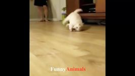 سگ گربه خانگی  Funny Dogs Compilation 2018  Funny Dog Videos