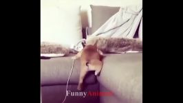 سگ گربه خانگی  Best Funny Dog Compilation 2018  10 MINUTES OF FUNNY DOGS