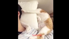 سگ گربه خانگی  Cute Kittens videos  Cute KITTEN Compilation 2018