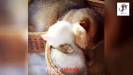 سگ گربه خانگی  Mother cats and kitten Compilation 2018 So Adorable 