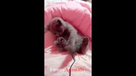 سگ گربه خانگی  Funny Cats and Cute Kittens  Funny Cat pilation 2018