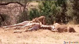 حیات وحش، شکست تا پیروزی شیرها مقابل زرافه های غول پیکر