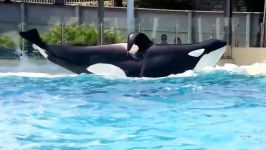 حرکت نمایشی کوسه ها   Orca Encounter SeaWorld San Diego 2019  Katina  Kayla