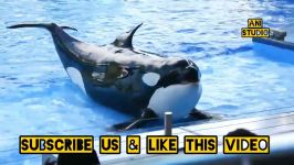 حرکت نمایشی کوسه ها   シャチパフォーマンス♪合間の風景  Latest 2019 Killer Whale Show