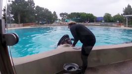 حرکت نمایشی کوسه ها  Dine with Orcas San Diego  Seaworld Killer