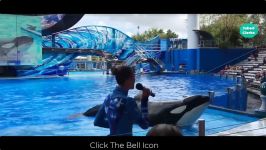 حرکت نمایشی کوسه ها   Most Amazing Killer Whale Show Caught on Camera ►►