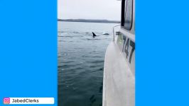 حرکت نمایشی کوسه ها   The Most Exciting Unique Orca encounter in the Sea I Have