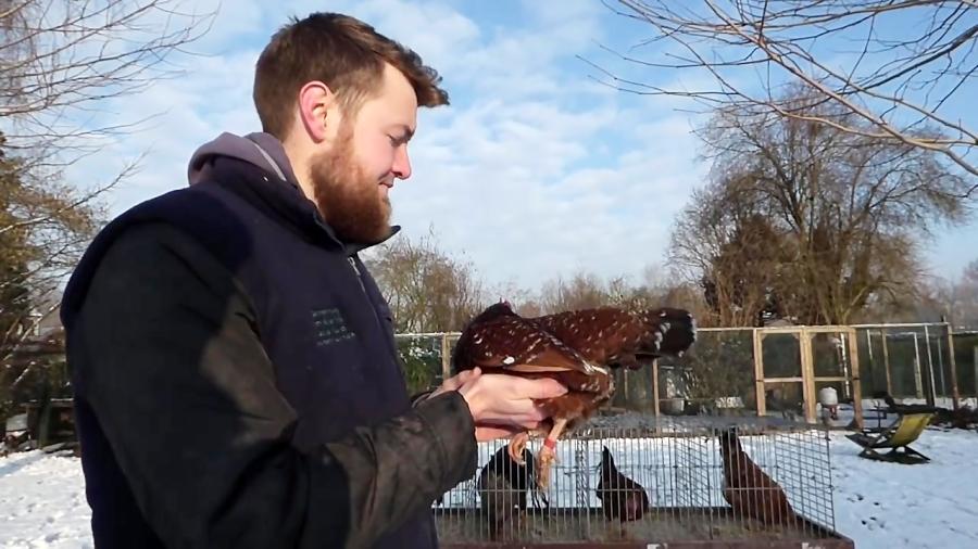 مرغ خروس  Breeding Flocks for the Red Mottled Project Part 2 Hens