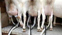 Milking Goats  Goat Farm in Holland