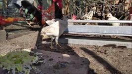 مرغ خروس  Pheasants and Chickens feeding frenzy Lettuce