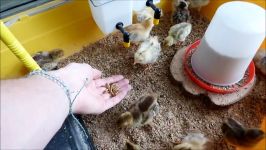 مرغ خروس  Feeding mealworms to the chicks